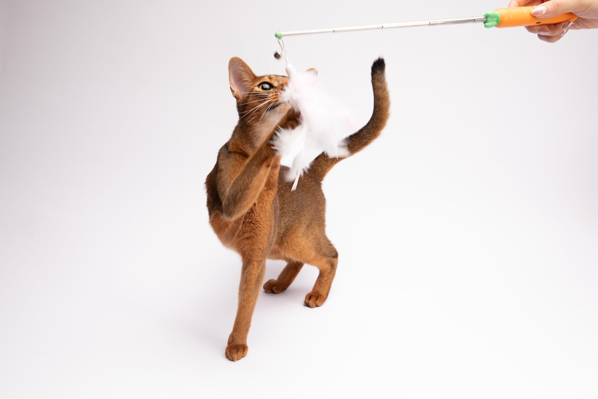 Carrot-Shaped Cat Laser Pointer